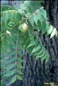 Black Walnut / Juglans nigra